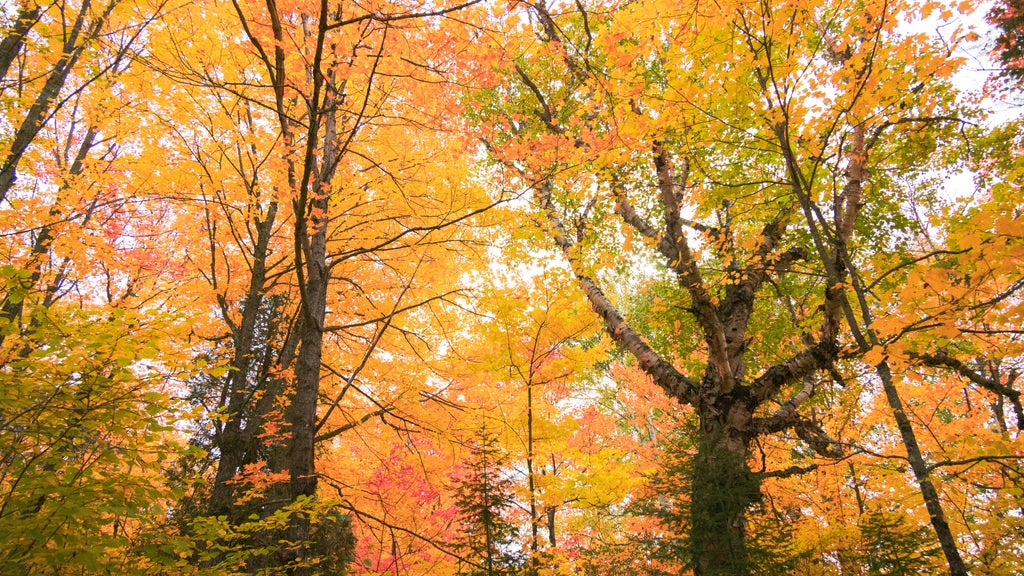 Summerlike weekend on tap in Twin Cities; fall returns early next week — WCCO / CBS Minnesota, Waconia Community news