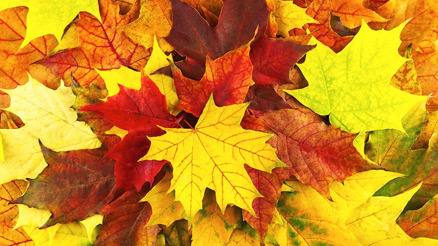 Cooler, quieter fall weather returns Tuesday in the Twin Cities — WCCO / CBS Minnesota, Waconia Community news