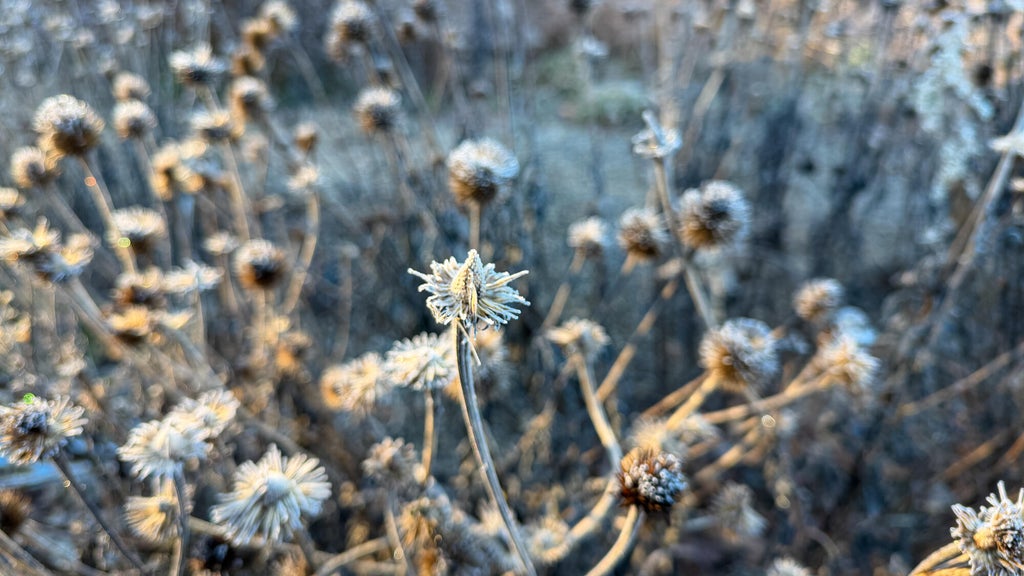 Breezy winds bring cool air to Minnesota, with first frost possible in the metro Friday night — WCCO / CBS Minnesota, Waconia Sports news