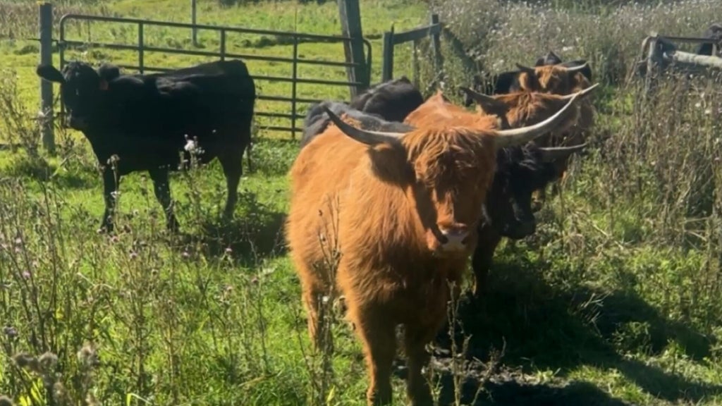 Minnesota farmer calls for thief to return nearly a dozen cows: "You're going to go to jail" — WCCO / CBS Minnesota, Waconia Community news