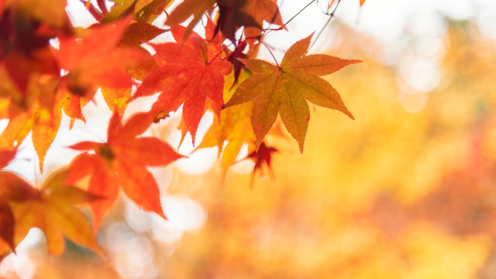 More sunny, mild late October weather in Minnesota Tuesday — WCCO / CBS Minnesota, Waconia Business news