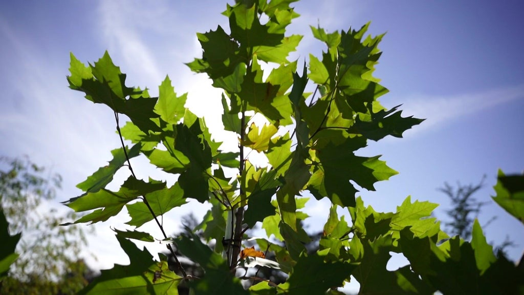 St. Paul city employees help plant trees at church in Rondo neighborhood — WCCO / CBS Minnesota, Waconia Real Estate news