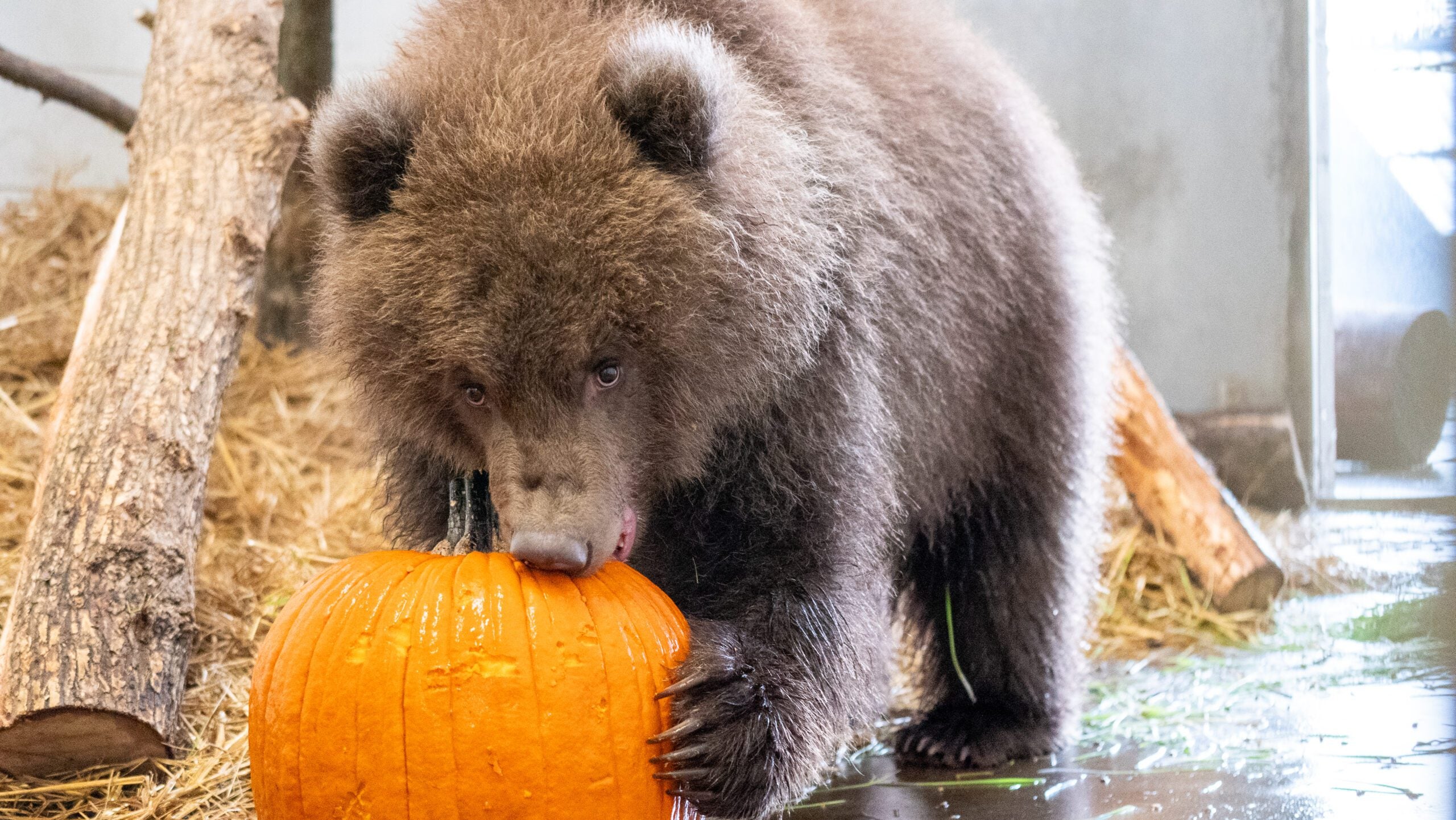 Minnesota Zoo welcomes 3 orphaned brown bear cubs rescued from Alaska — Waconia Health news