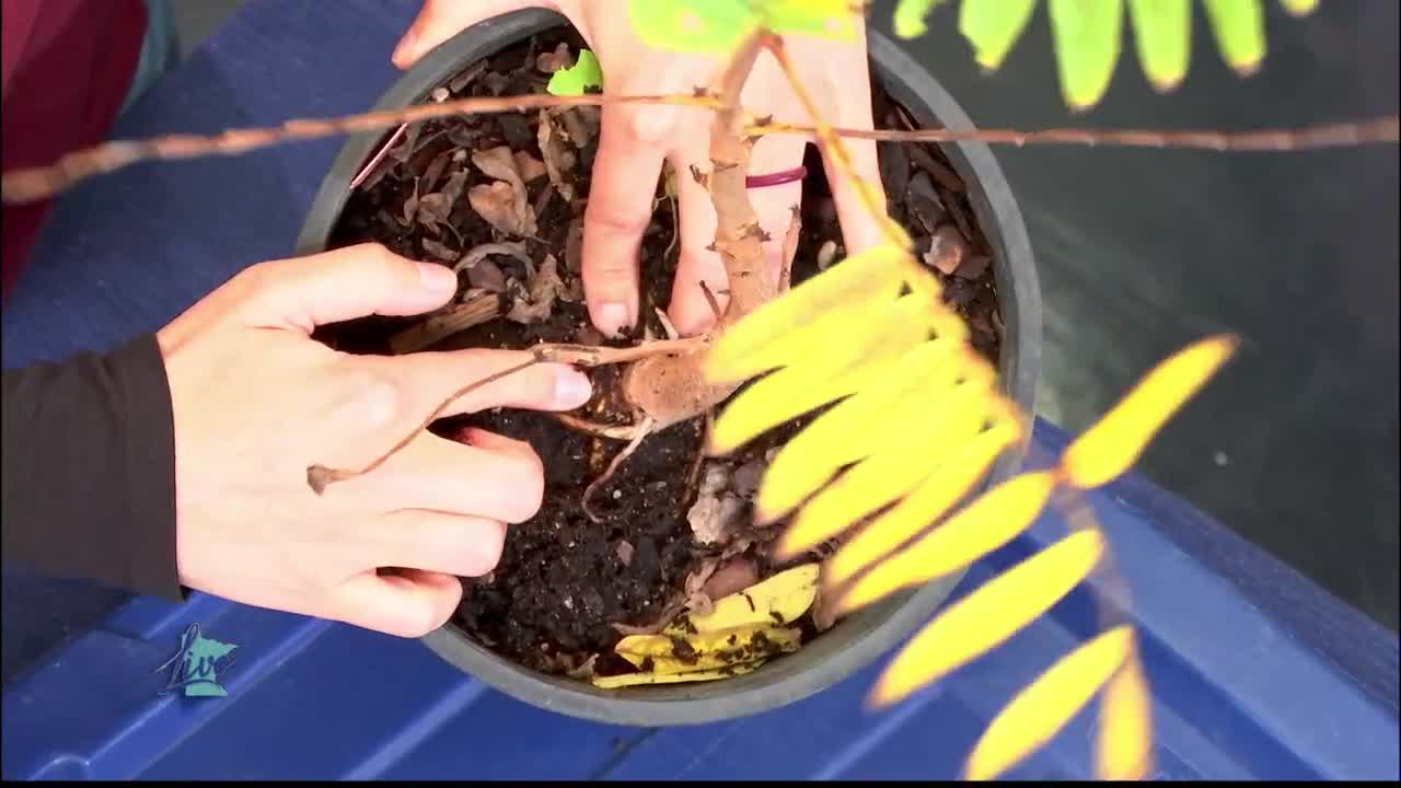 Tips for Planting Trees — KSTP 5, Waconia Community news