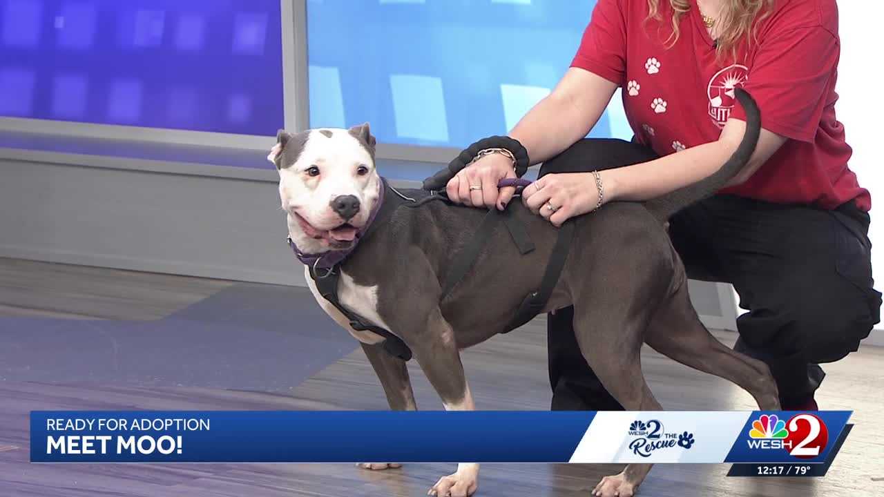 Moo at Southeast Volusia Humane Society is looking for a home — WESH 2 Orlando, Waconia Community news