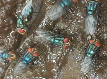 Odor complaints target Mexico’s screwworm fly facility — KFGO, Waconia Schools news