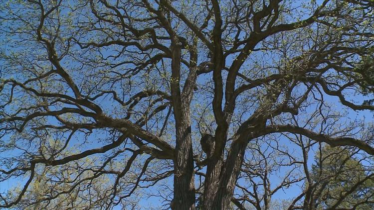 How to keep your oak trees healthy — KARE 11 Local, Waconia Health news