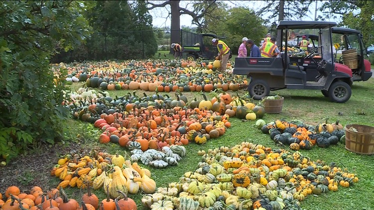 Pumpkin 101: Best to cook, carve & display — KARE 11 Local, Waconia Community news
