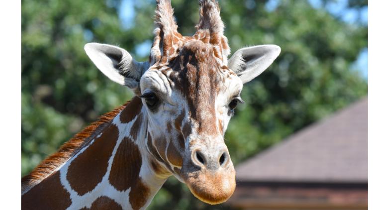 Como Zoo mourns loss of beloved giraffe, 'Skeeter' — Waconia Community news