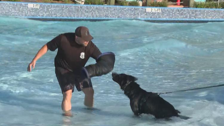 Tampa police K-9s train at theme park to prepare for emergencies — WTSP 10 Tampa Bay, Waconia Community news