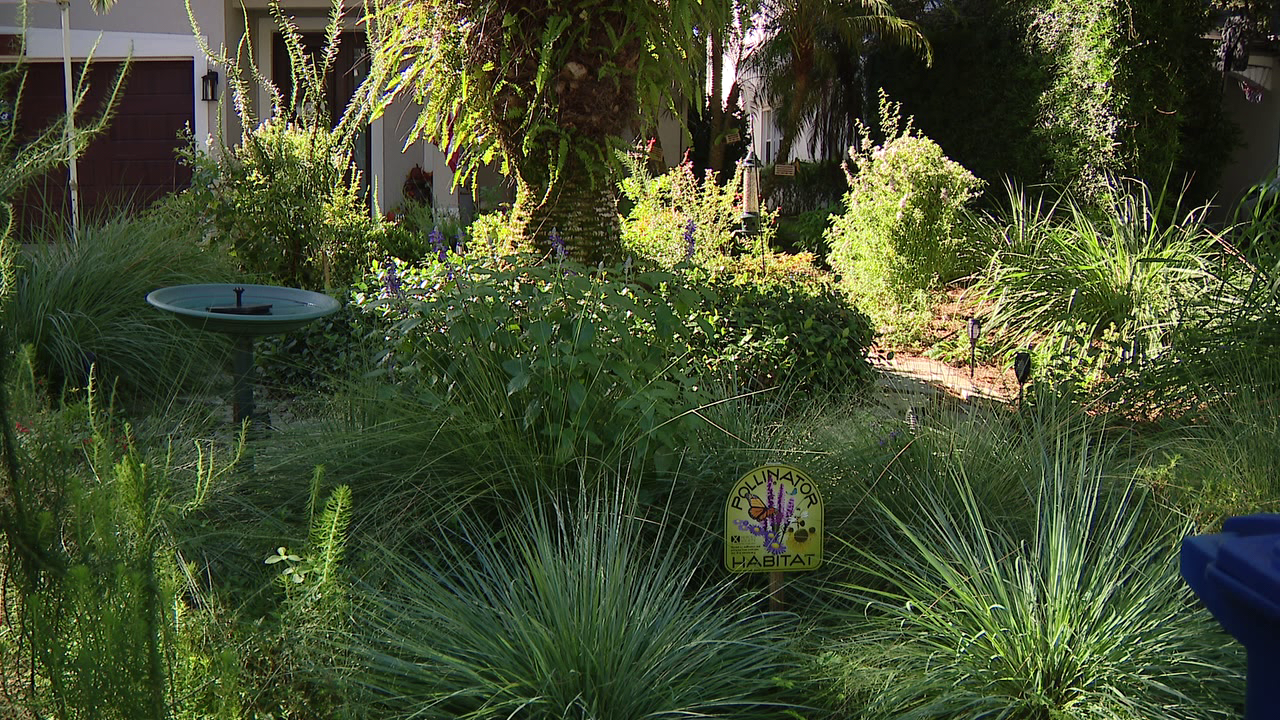 Florida city offers homeowners up to $3,000 to ditch thirsty grass — a move that slashes their water bills — FOX 9, Waconia Community news