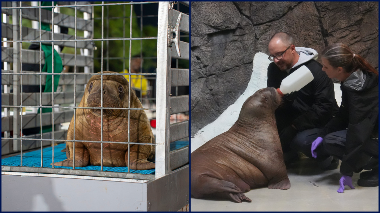 Orphaned baby walrus in Alaska flown 4,800 miles to new home in Florida — FOX 9, Waconia Community news