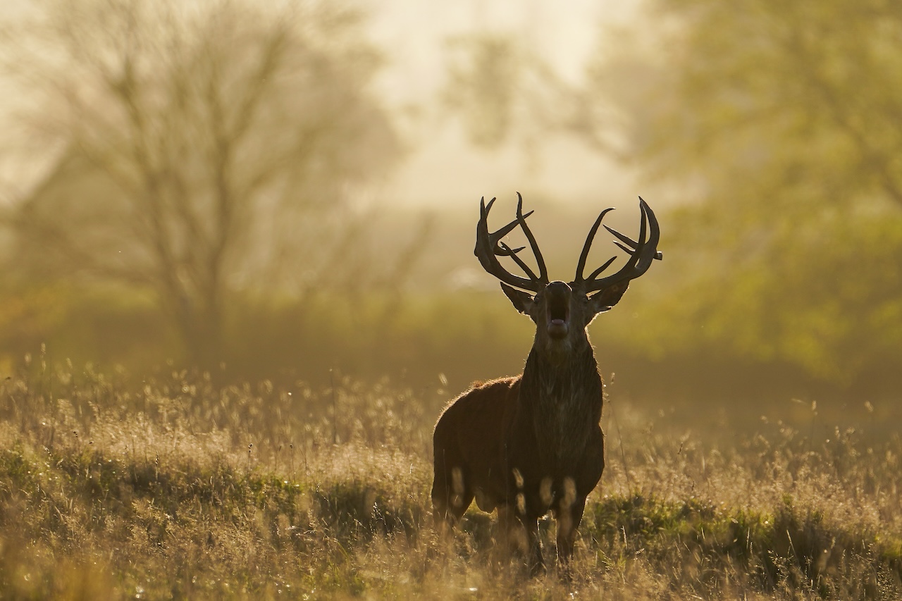 Deer-related crashes spike in the fall. Here's why. — FOX 9, Waconia Sports news