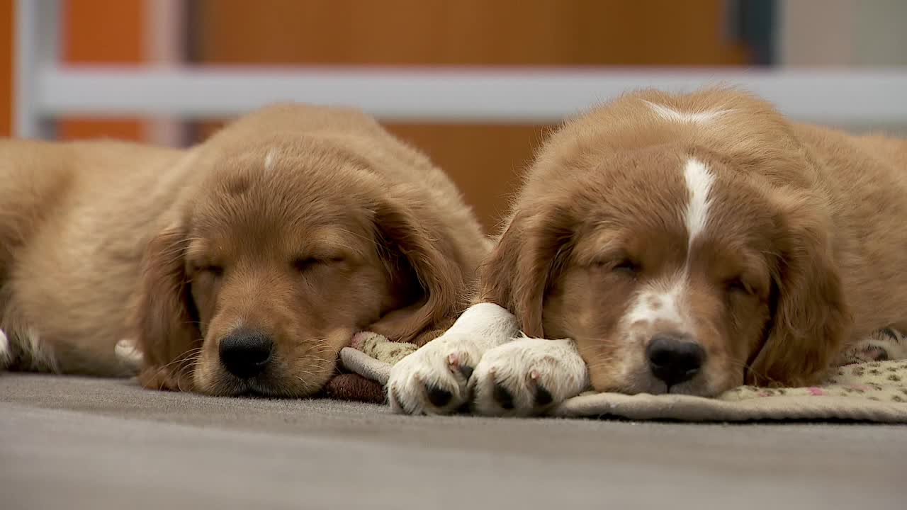 36 dogs rescued from unlicensed breeder in Cass County — Waconia Community news