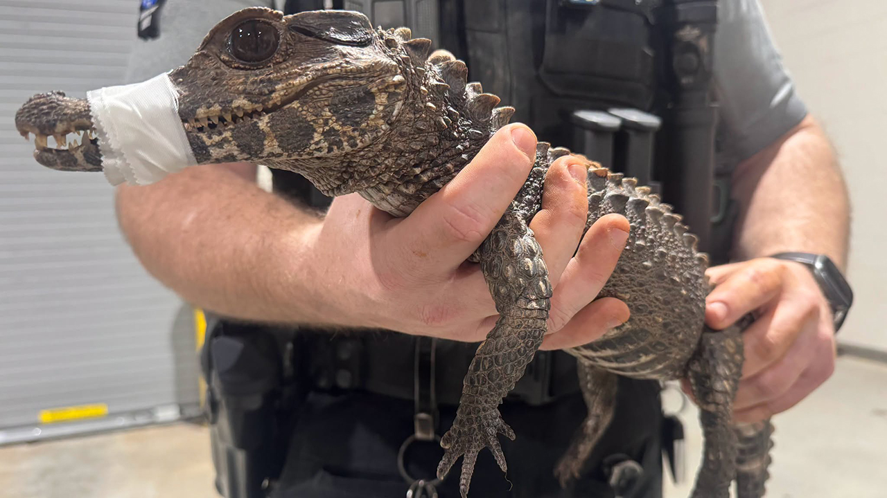 Watch: Deputies in Oklahoma capture escaped caiman after months on the loose — FOX 9, Waconia Community news